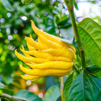 Non gmo gelb bergamot samen