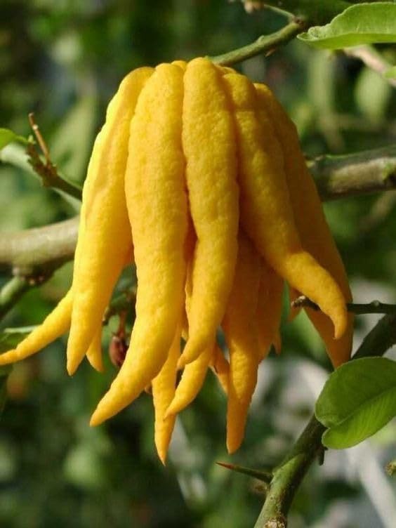 Gelb bergamot flowering samen for fragrant gardens