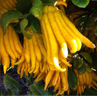 Gelb bergamot garten samen for outdoor anpflanzung