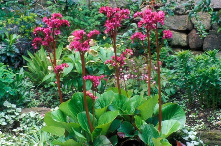 Rot Bergenia Blumensamen zur Aussaat – Drought verträglich – Traditionssorte & ohne Gentechnik Samen Hausgarten