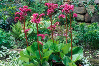 Rot Bergenia Blumensamen zur Aussaat – Drought verträglich – Traditionssorte & ohne Gentechnik Samen Hausgarten