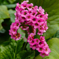 Rosa Bergenia Blumensamen zur Aussaat – Halbschatten verträglich – Traditionssorte & ohne Gentechnik Samen Hausgarten