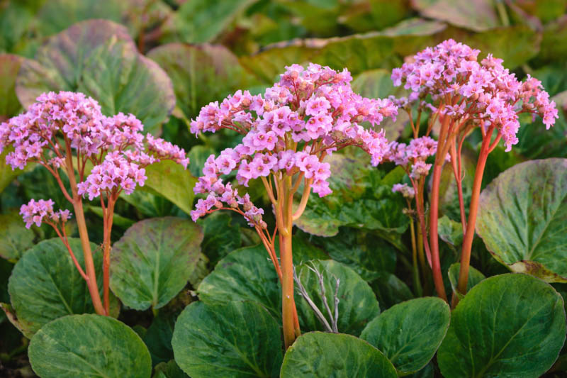 Gemischt Bergenia Cordifolia Blume Samen zur Aussaat – mehrjährige Samen leuchtend Garten Blüten
