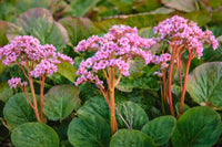 Gemischt Bergenia Cordifolia Blume Samen zur Aussaat – mehrjährige Samen leuchtend Garten Blüten