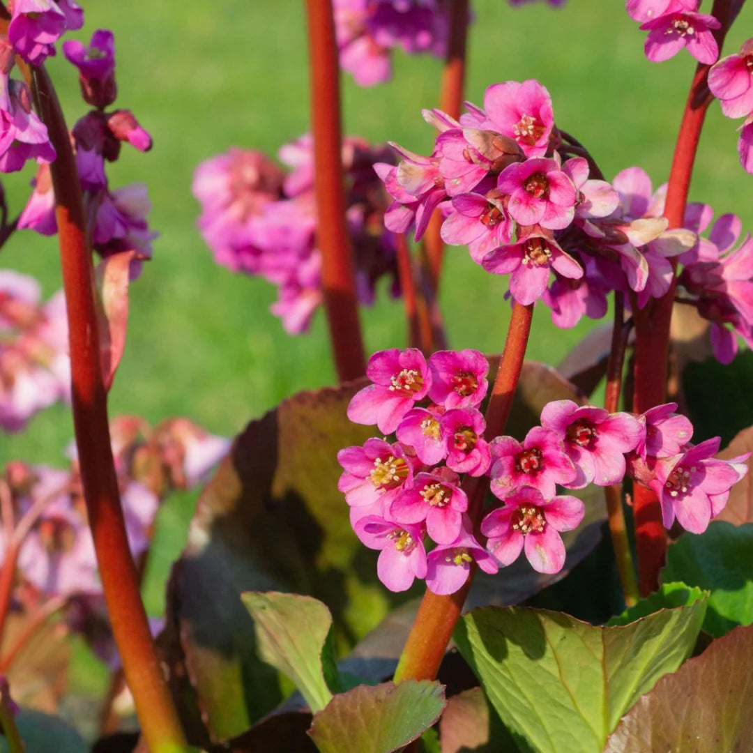 Bressingham Blumensamen zur Aussaat – robust Sorte – Traditionssorte & ohne Gentechnik Samen Hausgarten
