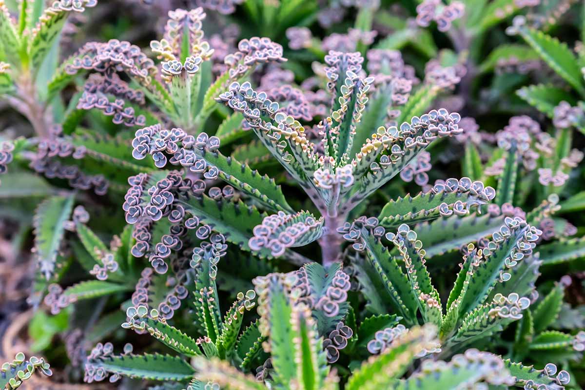 Flammendes Käthchen Daigremontiana Blumensamen zur Aussaat – Bestäuber freundlich – Traditionssorte & ohne Gentechnik Samen Hausgarten