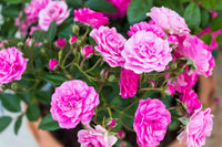 Miniature Rose Blumensamen zur Aussaat Schnitt Blume beliebt Traditionssorte & ohne Gentechnik Samen Hausgarten
