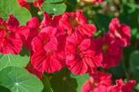 Rot Kapuzinerkresse Blumensamen zur Aussaat – Wildblume Mischung – Traditionssorte & ohne Gentechnik Samen Hausgarten