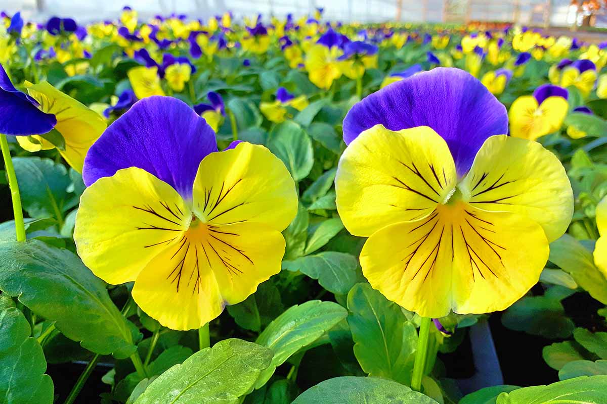 Gemischt Stiefmütterchen mehrjährig Blumensamen zur Aussaat – Wildblume Mischung – Traditionssorte & ohne Gentechnik Samen Hausgarten