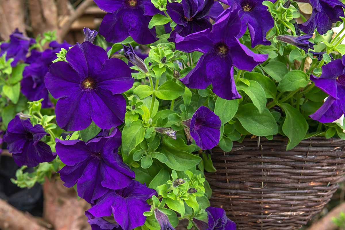 Hanging petunia blume samen for anpflanzung rosa violet - perfect colorful and dynamic gardens