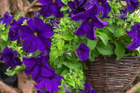 Hanging petunia blume samen for anpflanzung rosa violet - perfect colorful and dynamic gardens