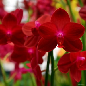 tief Rot Schmetterlingsorchidee Orchidee Blumensamen zur Aussaat hochwertige Qualitäts- Traditionssorte & ohne Gentechnik Samen Hausgarten