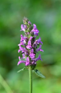 Stachys Officinalis Blumensamen zur Aussaat leuchtend Blüten Traditionssorte & ohne Gentechnik Samen Hausgarten