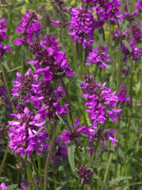 Betony Blumensamen zur Aussaat lang Blüte Saison Traditionssorte & ohne Gentechnik Samen Hausgarten