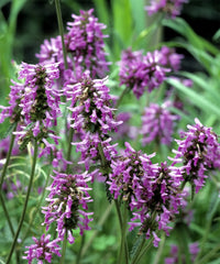 Lavendel Labiatae Blumensamen zur Aussaat robust Sorte Traditionssorte & ohne Gentechnik Samen Hausgarten