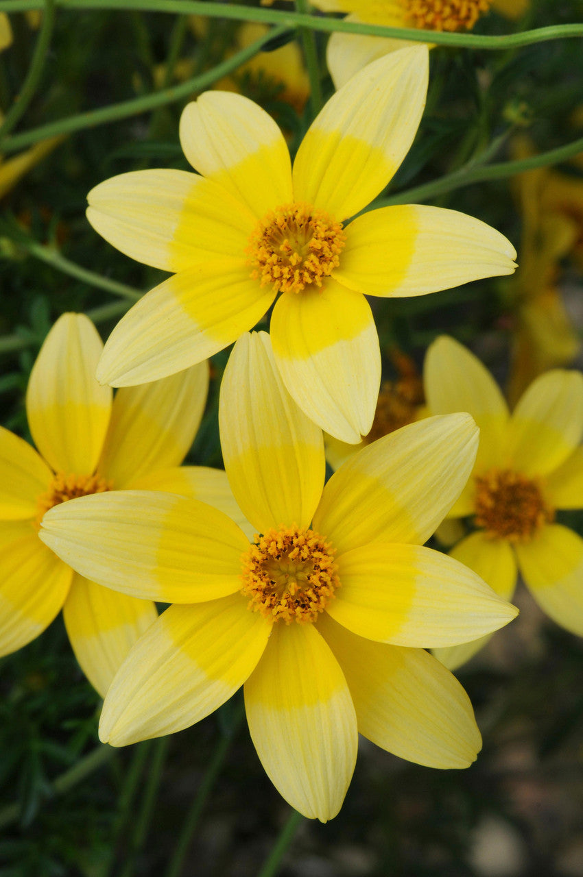 Bidens Golden Eye Blumensamen zur Aussaat robust Sorte Traditionssorte & ohne Gentechnik Samen Hausgarten