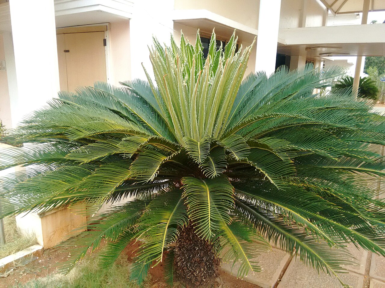 Cycas Blumensamen zur Aussaat – hochwertige Qualitäts- – Traditionssorte & ohne Gentechnik Samen Hausgarten