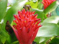 Rot Bromeliad Pflanzensamen farbenfroh für Innenräume & Outdoor Aussaat