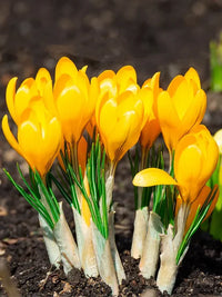 Gelb Crocus Blumensamen zur Aussaat ideal Rabatten Traditionssorte & ohne Gentechnik Samen Hausgarten