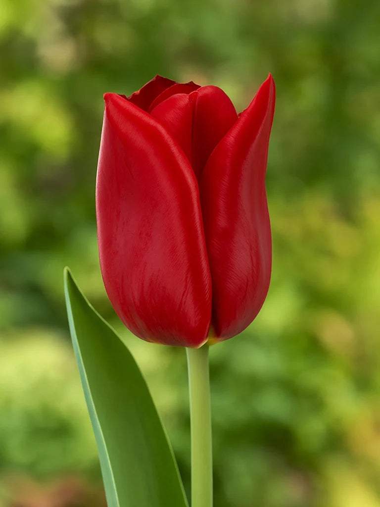 Rot Tulpe Blumensamen zur Aussaat – pflegeleicht – Traditionssorte & ohne Gentechnik Samen Hausgarten