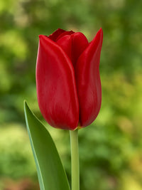 Rot Tulpe Blumensamen zur Aussaat – pflegeleicht – Traditionssorte & ohne Gentechnik Samen Hausgarten