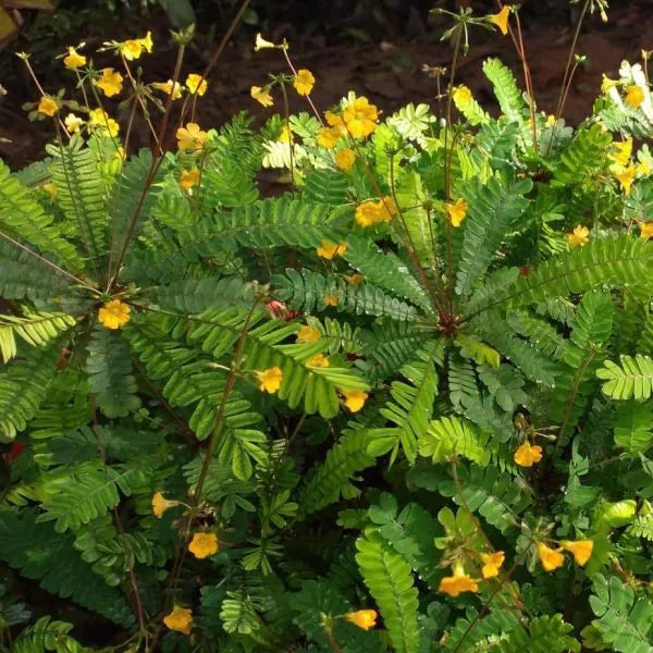 Biophytum pflanze samen collection for anpflanzung