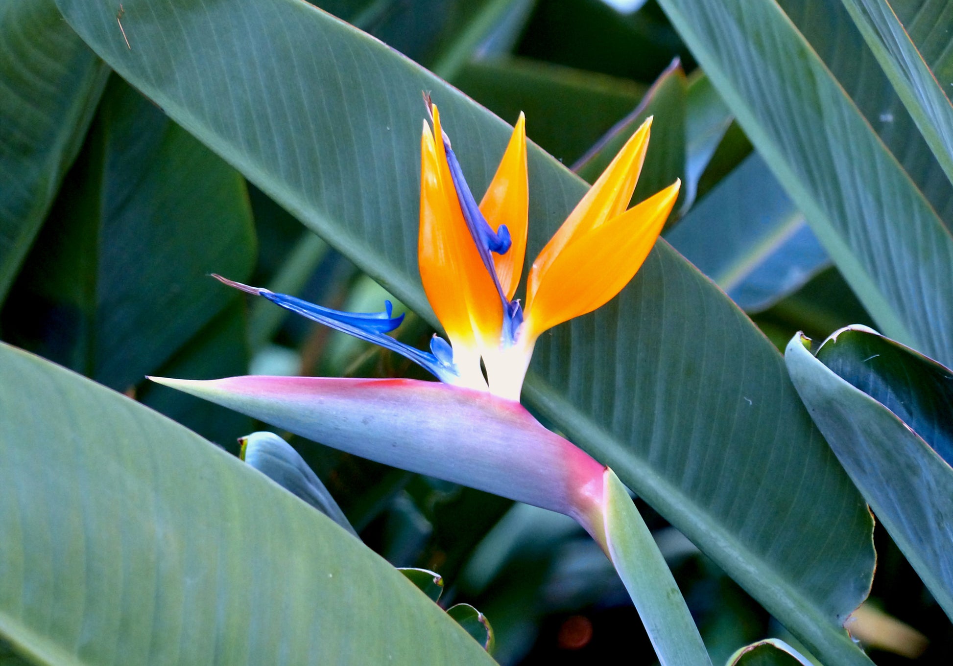 Orange Violett Paradiesvogelblume Blumensamen zur Aussaat – duftend Blüten – Traditionssorte & ohne Gentechnik Samen Hausgarten