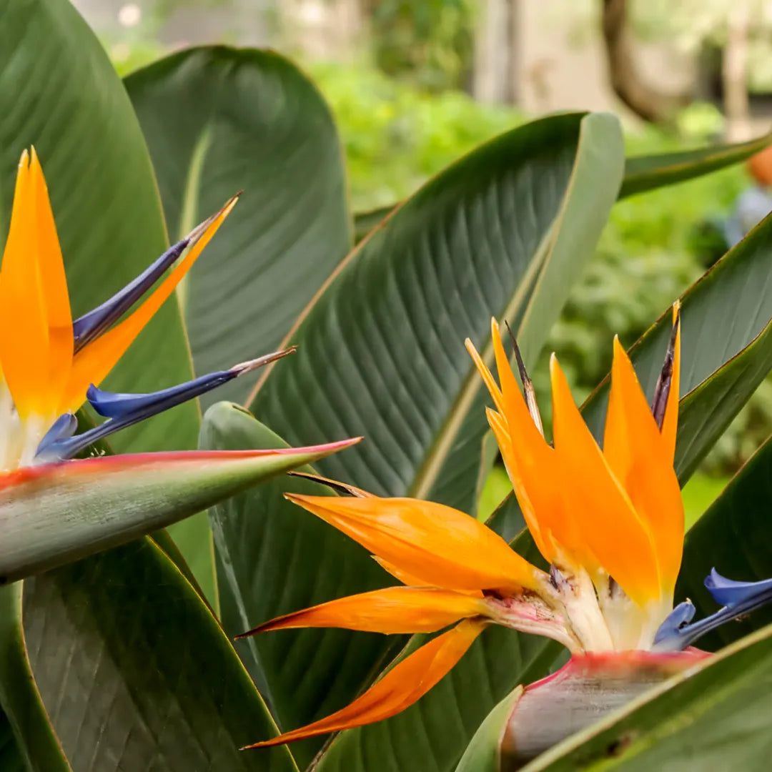 Orange Paradiesvogelblume Blumensamen – pflegeleicht Traditionssorte & ohne Gentechnik Hausgarten