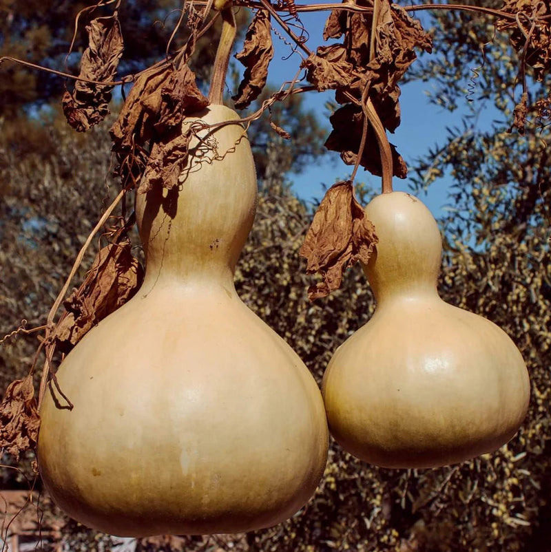 Braun Gourd Gemüsesamen für einfache Aussaat