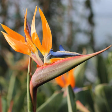 Gelb Blau Paradiesvogelblume Reginae Blumensamen zur Aussaat Schnitt Blume beliebt Traditionssorte & ohne Gentechnik Samen Hausgarten