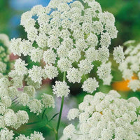 Non gmo weiß bishop’s blume samen