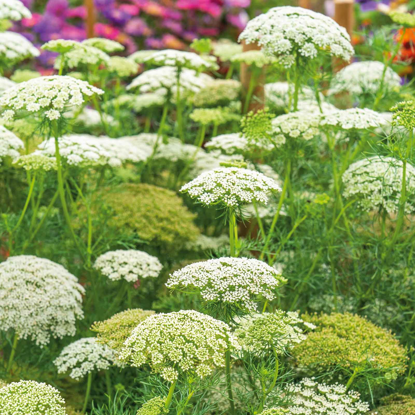 Ornamental weiß bishop’s blume samen for landscapes