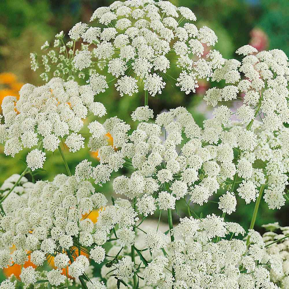 Weiß bishop’s flowering samen for gardens