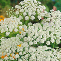 Weiß bishop’s flowering samen for gardens