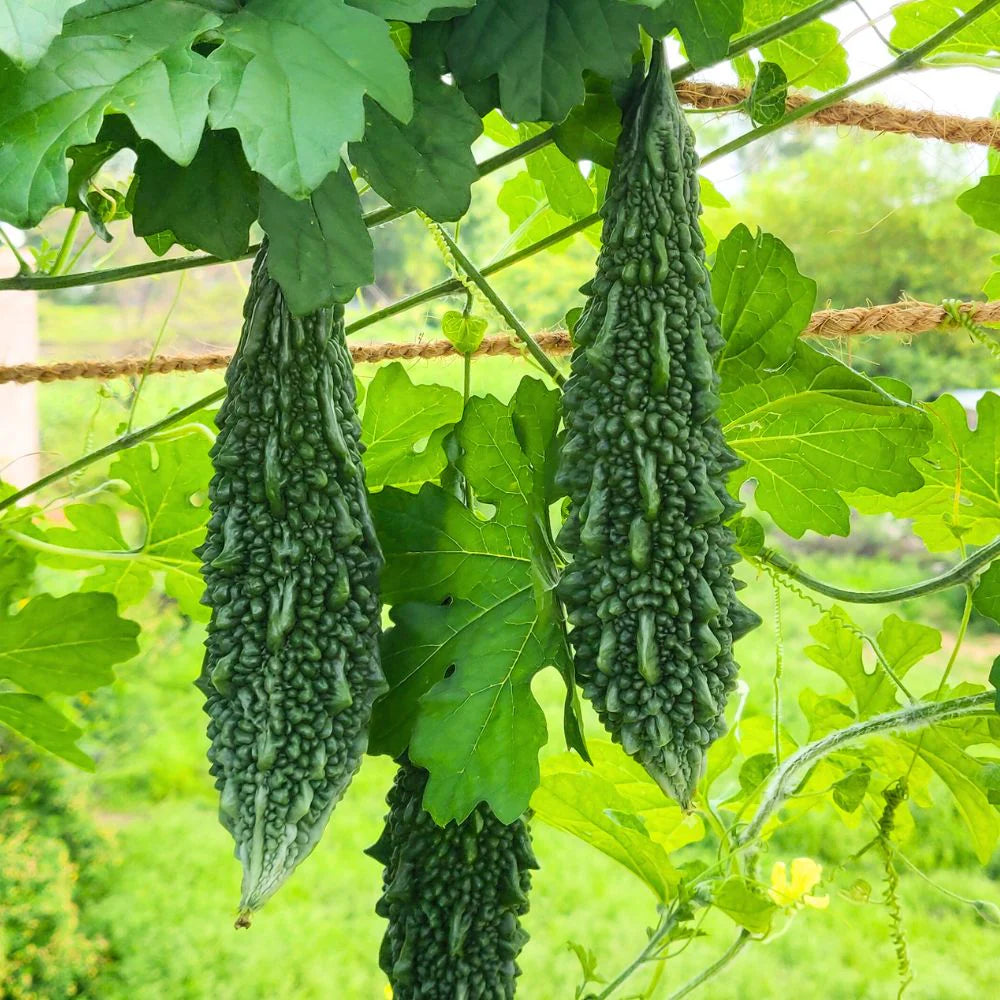 Bitter Gourd Samen zum Pflanzen Momordica Charantia vegetable patch healing garden