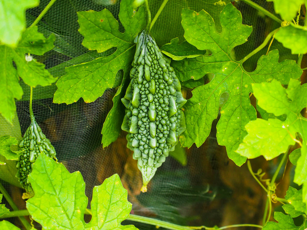 Bitter Gourd Samen zum Pflanzen Momordica Charantia vegetable patch healing garden