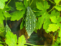 Bitter Gourd Samen zum Pflanzen Momordica Charantia vegetable patch healing garden