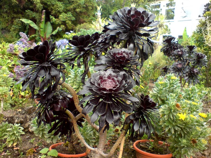Non gmo schwarz atropurpureum blume samen