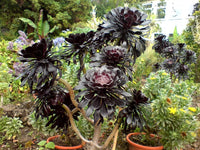Non gmo schwarz atropurpureum blume samen