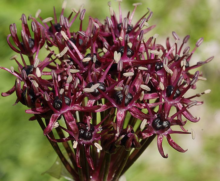 Ornamental schwarz atropurpureum pflanze for gardens
