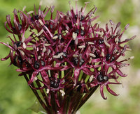 Ornamental schwarz atropurpureum pflanze for gardens