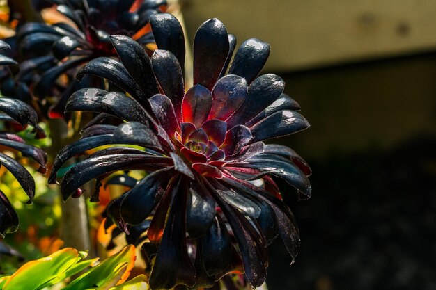 Schwarz atropurpureum blume samen for anpflanzung