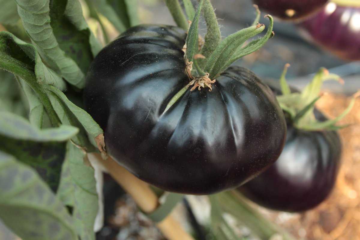 Schwarz Tomate Samen zum Pflanzen