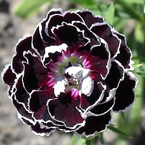 Schwarz carnation blooms used in bouquets