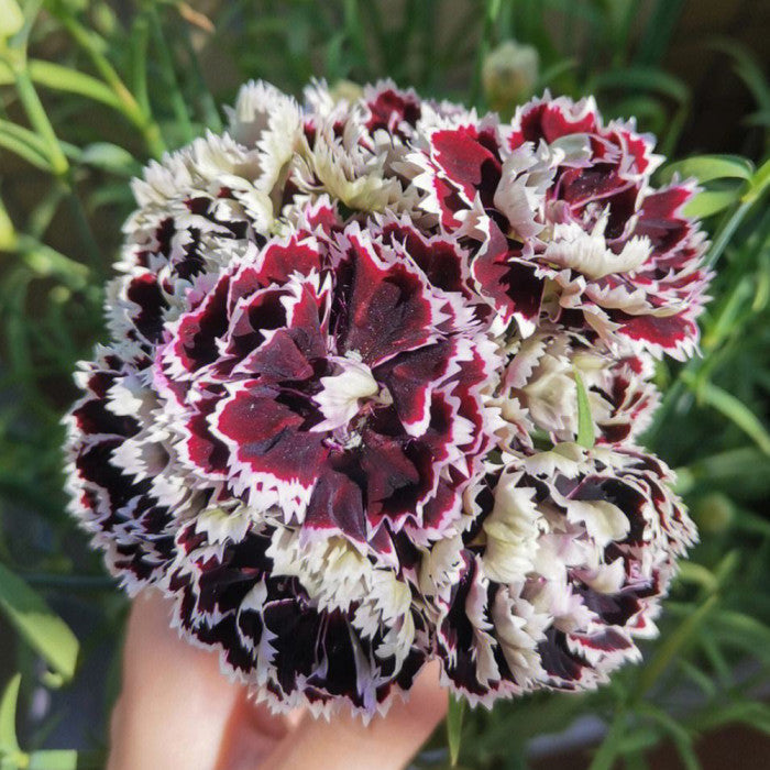 Non-gmo schwarz carnation samen