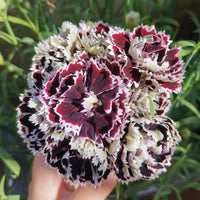 Non-gmo schwarz carnation samen