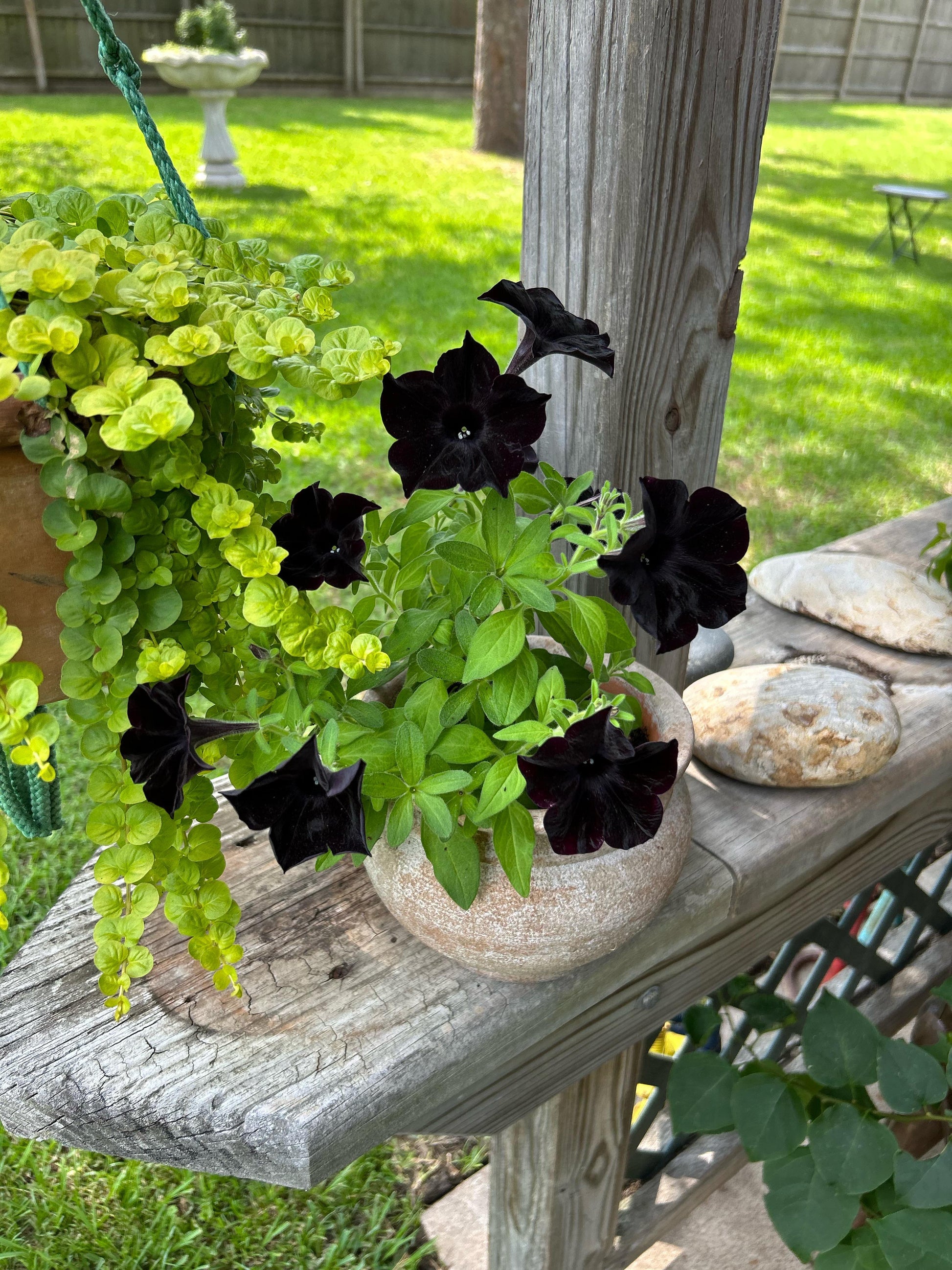 Schwarz cat petunia in hanging basket