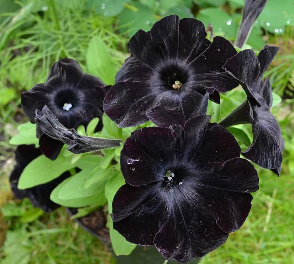 Non gmo schwarz cat petunia samen