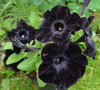 Non gmo schwarz cat petunia samen