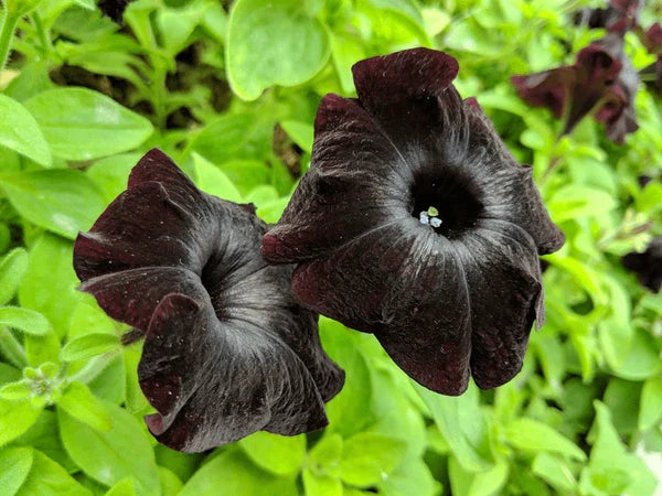 Ornamental schwarz cat petunia flowering pflanze